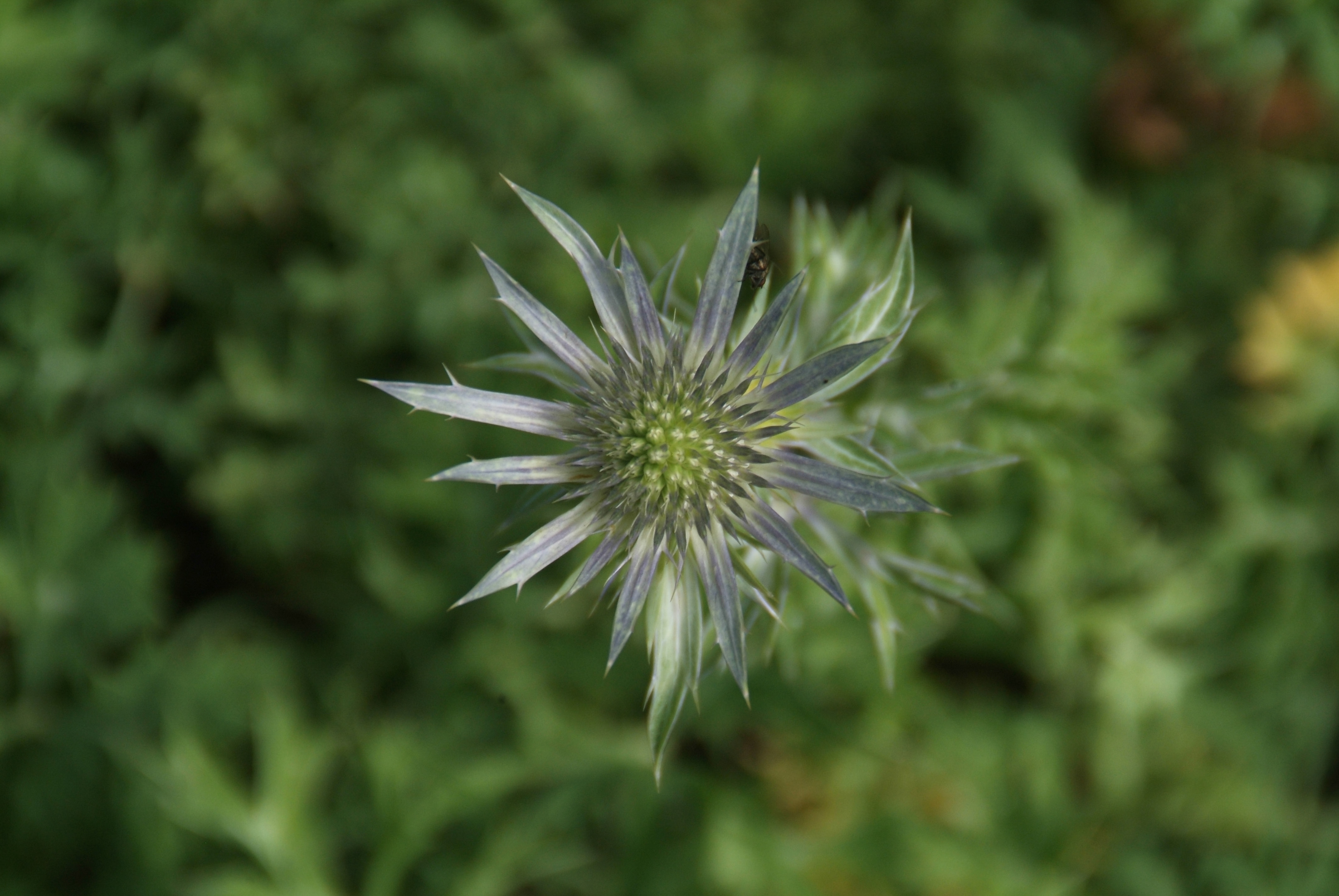 Eryngium bourgatii Bourgat's kruisdistel bestellen